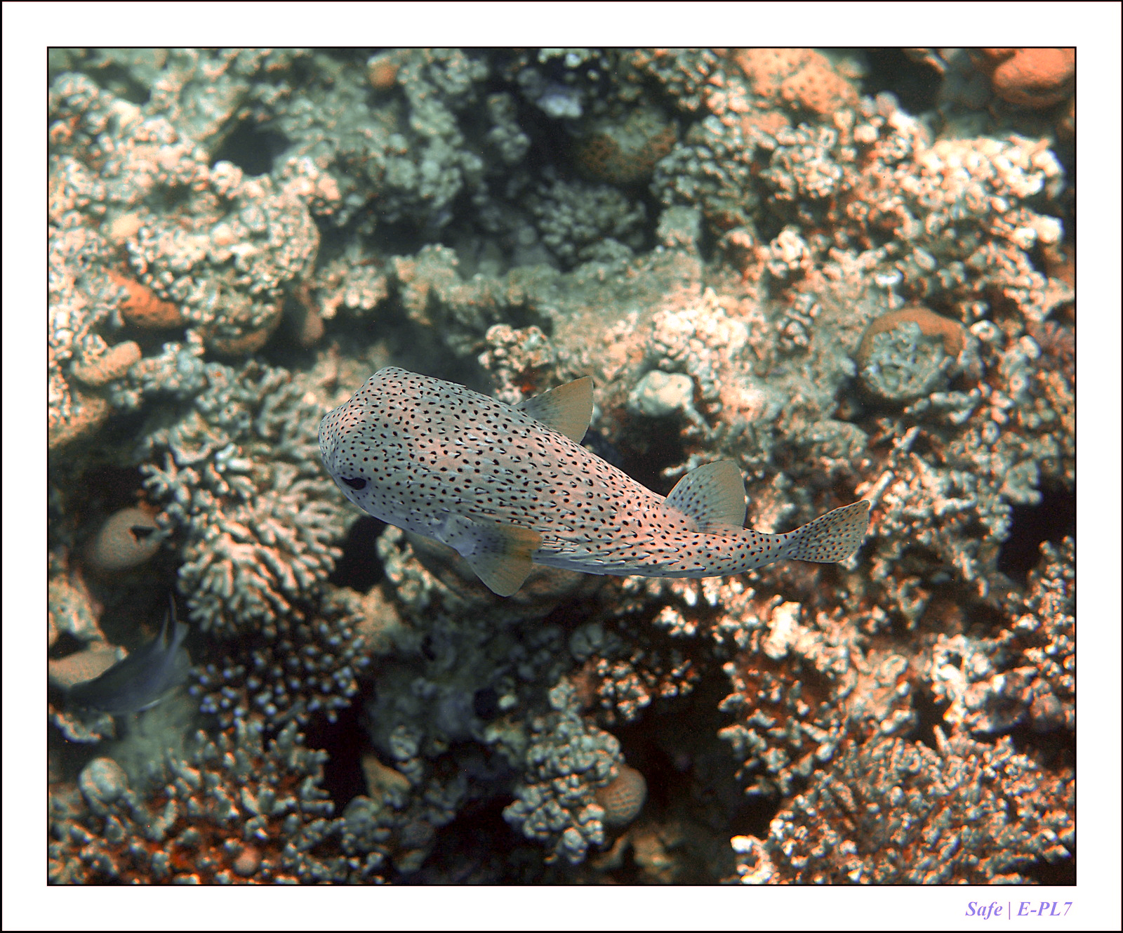 Hurghada - Juillet 2021 - 099